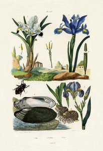 Engraver Beetle by French School